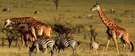 Visitors to the Safari camp will see Giraffes, Zebras and more