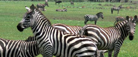Zebras at Mahali Mzuri