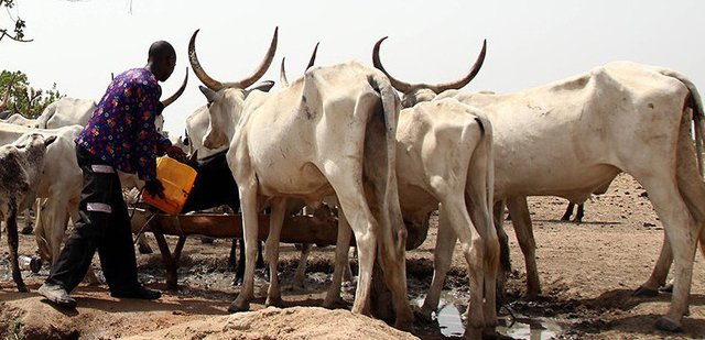 A Nigerian herdsman gives water to his cows