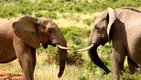 Elephants are going to fight South Africa.jpg