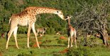 Kariega Game Reserve Giraffe and Baby.jpg