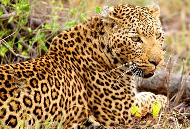 Kruger National Park Leopard South Africa.jpg