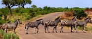 Zebras in Kruger National Park South Africa.jpg