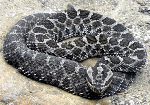 Mystery snake &#x27;steals&#x27; N36m in Nigeria