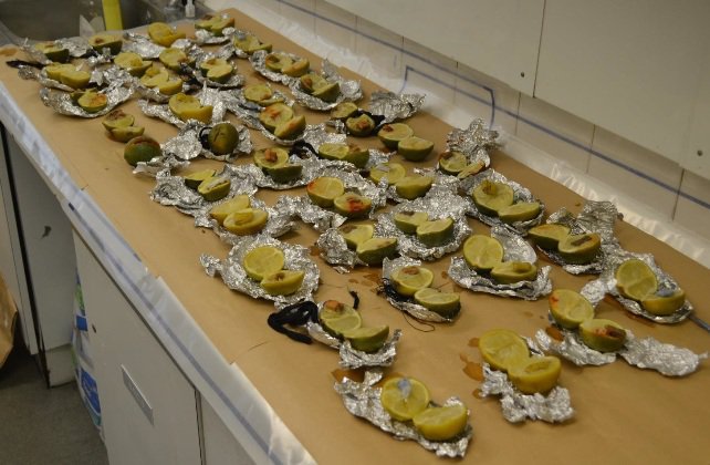 40 limes containing messages on small pieces of paper were found in a freezer