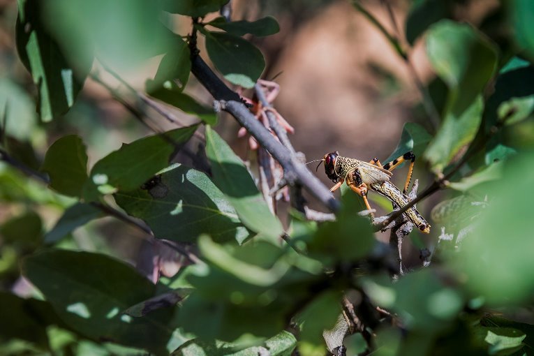 Locust in Somali region of Ethiopia
